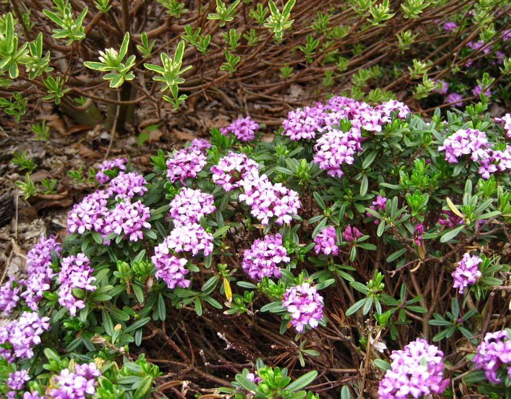 Daphne arbuscula x verlotii